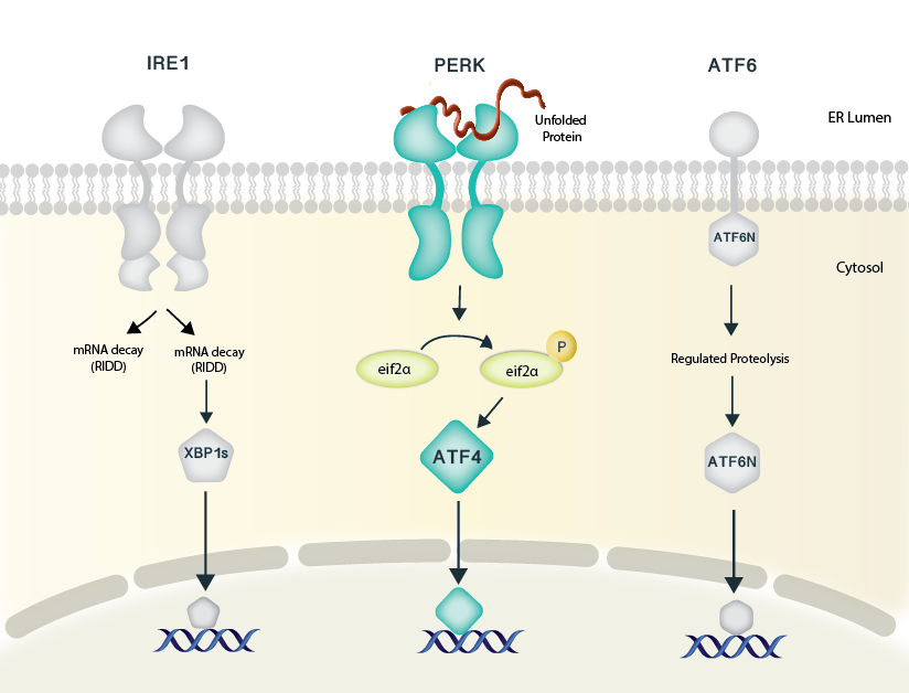 ER Stress — Unfolded Protein Response